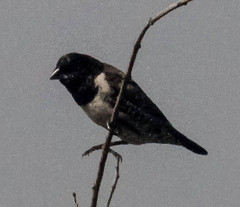 Spermestes cucullata