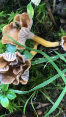 Craterellus tubaeformis