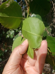 Prunus ilicifolia
