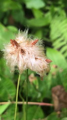 Eriophorum virginicum