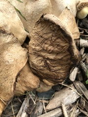 Calvatia craniiformis