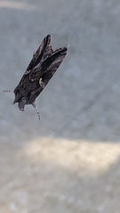 Autographa precationis