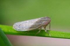 Psammotettix alienus
