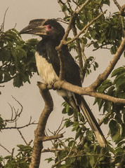 Bycanistes bucinator