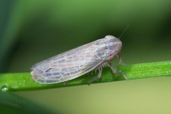 Psammotettix alienus