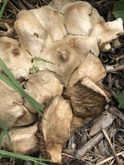 Calvatia craniiformis