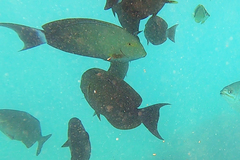 Acanthurus xanthopterus