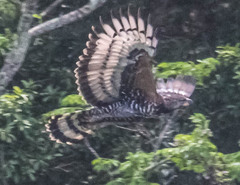 Stephanoaetus coronatus