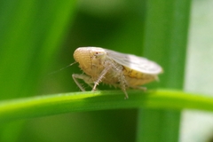Psammotettix alienus