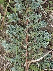 Juniperus horizontalis