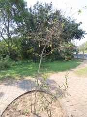 Celtis africana