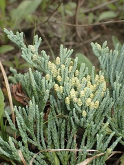 Juniperus horizontalis