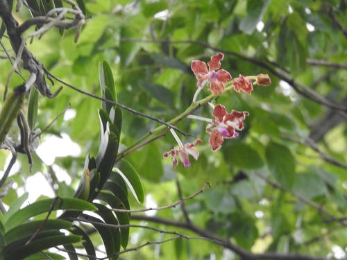 Image of Vanda tessellata by (c) Raja bandi, some rights reserved (CC BY)