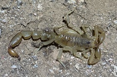 Paravaejovis spinigerus