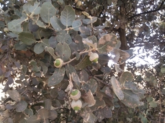 Quercus ilex