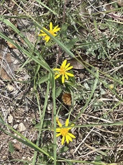Tetraneuris linearifolia
