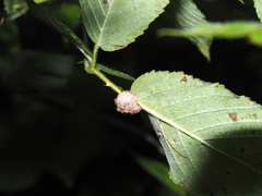 Neolasioptera farinosa