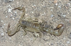 Paravaejovis spinigerus