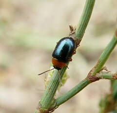 Gastrophysa polygoni