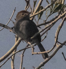 Cisticola fulvicapilla
