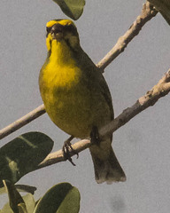 Crithagra mozambica
