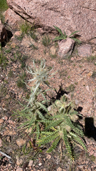 Cirsium scariosum