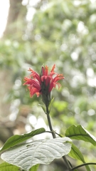 Pachystachys spicata