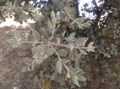 Quercus ilex