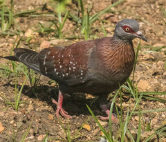 Columba guinea