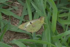 Colias croceus