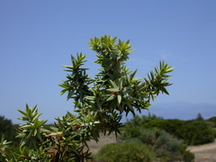 Juniperus macrocarpa