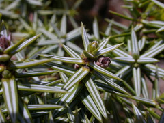 Juniperus macrocarpa