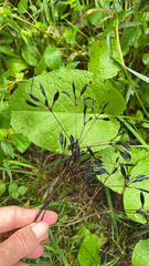 Osmorhiza longistylis