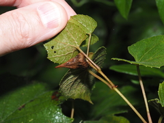 Ampelomyia vitiscoryloides