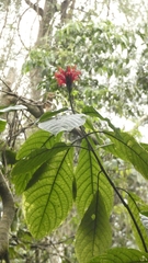 Pachystachys spicata