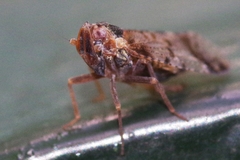 Cixius cunicularius