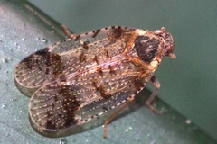 Cixius cunicularius