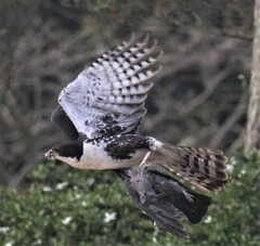 Accipiter melanoleucus