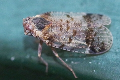 Cixius cunicularius