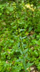 Solidago hispida