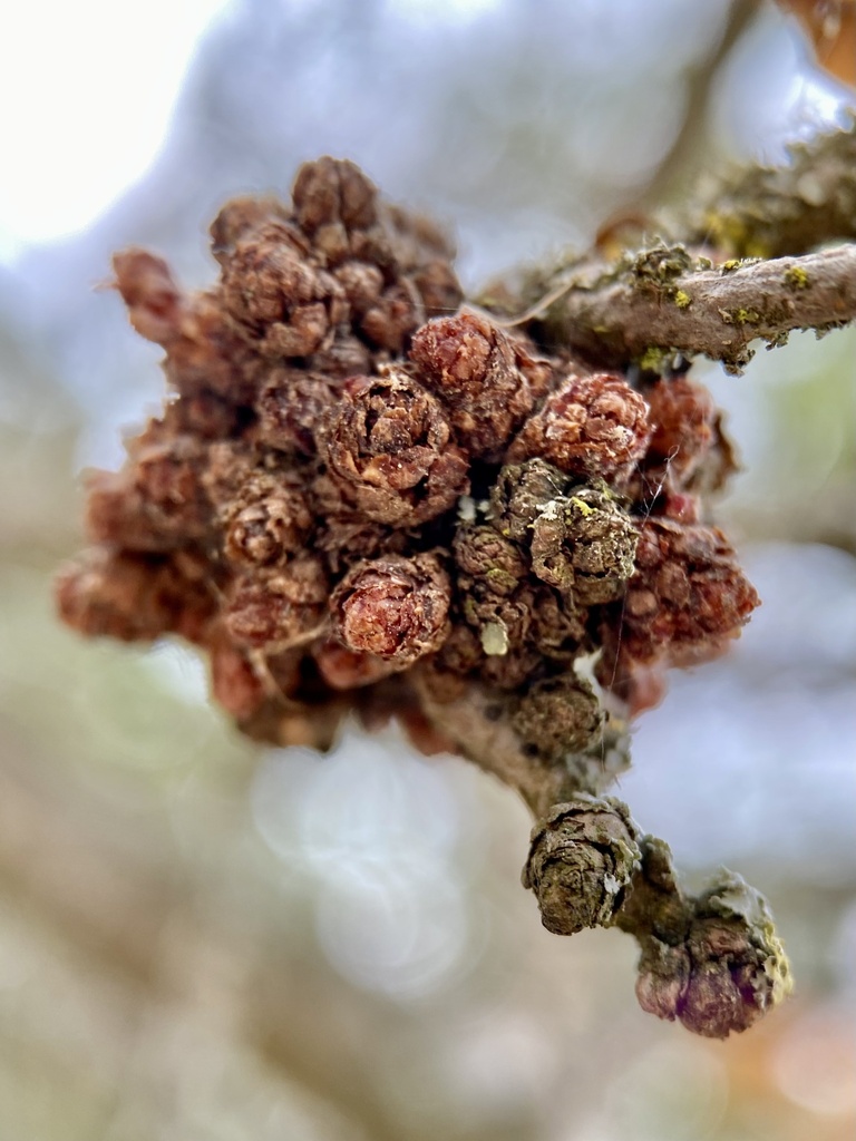 Aceria paramackiei