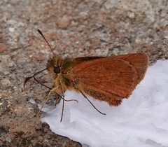 Dalla caenides