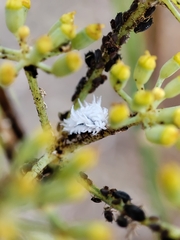Coccinellidae