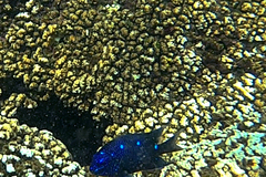 Microspathodon dorsalis