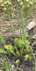 Dionaea muscipula