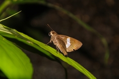 Notocrypta paralysos