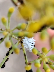Coccinellidae