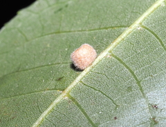 Caryomyia persicoides