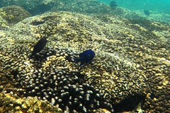 Microspathodon dorsalis