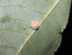 Caryomyia persicoides